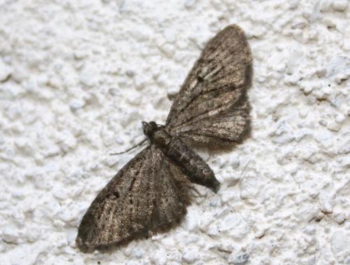 Eupithecia sp.